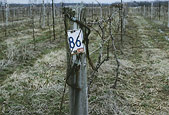 Grape Row Marker